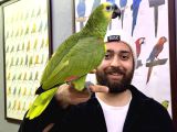 Evci̇l Konuşan Bluefront Amazon Papağanimiz