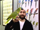 EVCİL KONUŞAN BLUEFRONT AMAZON PAPAĞANIMIZ