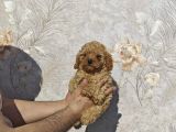 Renk Renk Toy Poodle Yavrular
