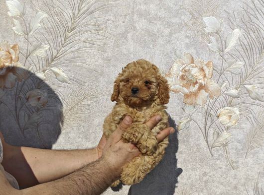 Renk Renk Toy Poodle Yavrular görsel
