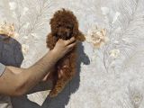Renk Renk Toy Poodle Yavrular