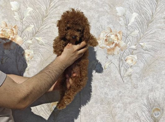 Renk Renk Toy Poodle Yavrular görsel