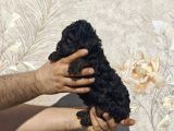 Renk Renk Toy Poodle Yavrular