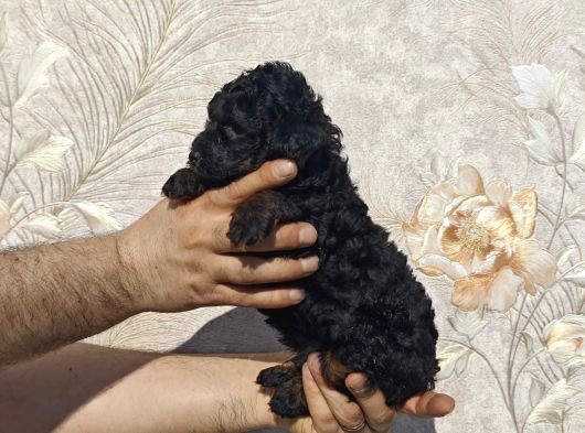 Renk Renk Toy Poodle Yavrular görsel
