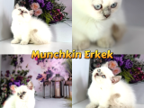 Özel Munchkin Yavrular Mikro Bacak