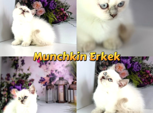 Özel Munchkin Yavrular Mikro Bacak görsel
