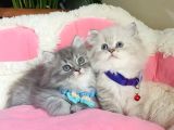 Özel Sevenler Için British Longhair Bebekler