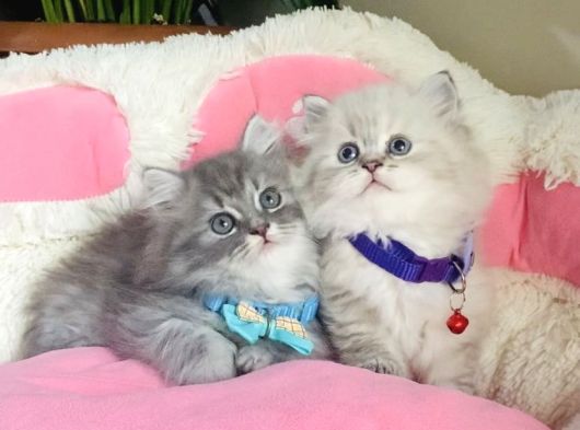 Özel Sevenler Için British Longhair Bebekler görsel