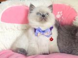 A Kalite Point - Blue British Shorthair Bebeklerim