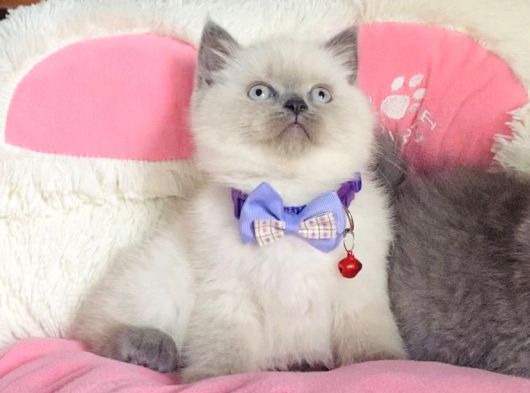 A Kalite Point - Blue British Shorthair Bebeklerim görsel