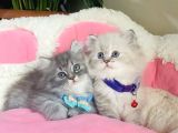 Özel Sevenler Için British Longhair Bebekler