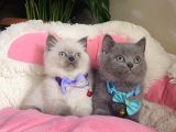 A Kalite Point - Blue British Shorthair Bebeklerim