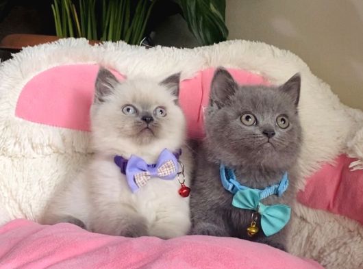 A Kalite Point - Blue British Shorthair Bebeklerim görsel