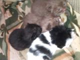 CİNNAMON VE BİCOLAR ÖZEL IRKLAR İÇİN BİZE ULAŞIN