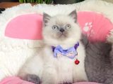 A Kalite Point - Blue British Shorthair Bebeklerim