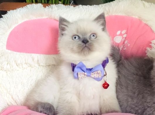 A Kalite Point - Blue British Shorthair Bebeklerim görsel