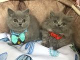 A Kalite Point - Blue British Shorthair Bebeklerim