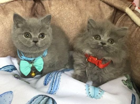 A Kalite Point - Blue British Shorthair Bebeklerim görsel