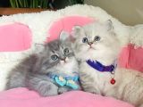 Özel Sevenler Için British Longhair Bebekler