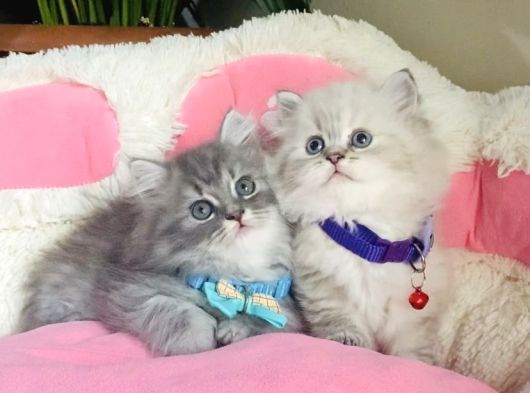 Özel Sevenler Için British Longhair Bebekler görsel