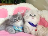 Özel sevenler için british longhair Bebekler