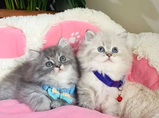 Özel Sevenler Için British Longhair Bebekler