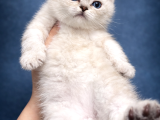 Şeker Gibi British Shorthair Safkan Yavru