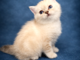 Şeker gibi British shorthair safkan yavru