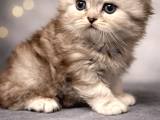 Muhteşem güzellikte british longhair yavru