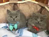 A Kalite Point - Blue British Shorthair Bebeklerim