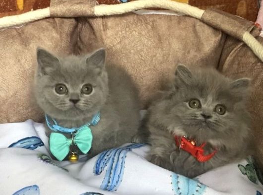 A Kalite Point - Blue British Shorthair Bebeklerim görsel