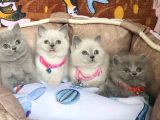 A kalite point - blue british shorthair bebeklerim