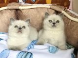 A Kalite Point - Blue British Shorthair Bebeklerim