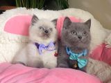 A Kalite Point - Blue British Shorthair Bebeklerim