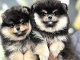 Petmode Köpek Çiftliğinde Ziyarete Açık Pomeranian