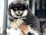 Petmode Köpek Çiftliğinde Ziyarete Açık Pomeranian