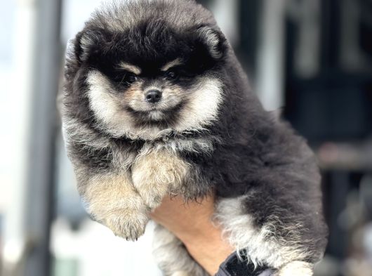 Petmode Köpek Çiftliğinde Ziyarete Açık Pomeranian görsel
