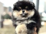 Petmode Köpek Çiftliğinde Ziyarete Açık Pomeranian