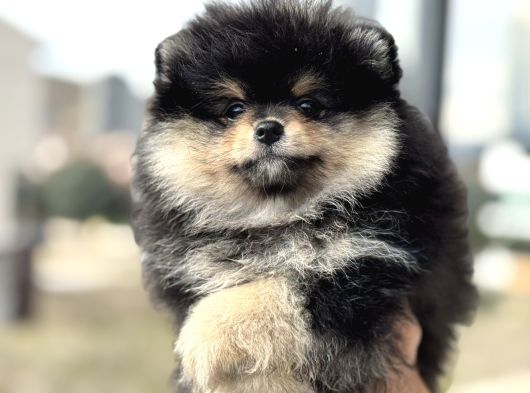 Petmode Köpek Çiftliğinde Ziyarete Açık Pomeranian görsel