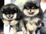 Petmode Köpek Çiftliğinde Ziyarete Açık Pomeranian