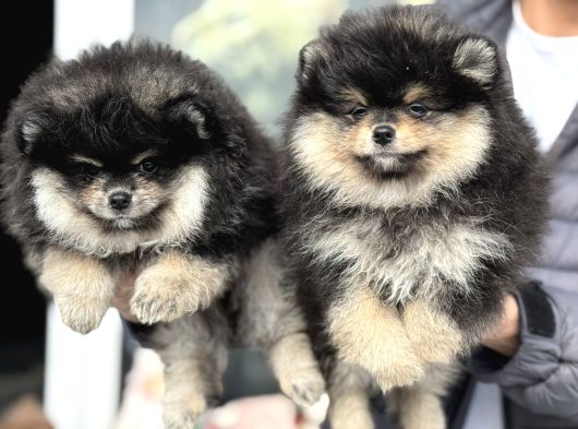 Petmode Köpek Çiftliğinde Ziyarete Açık Pomeranian görsel