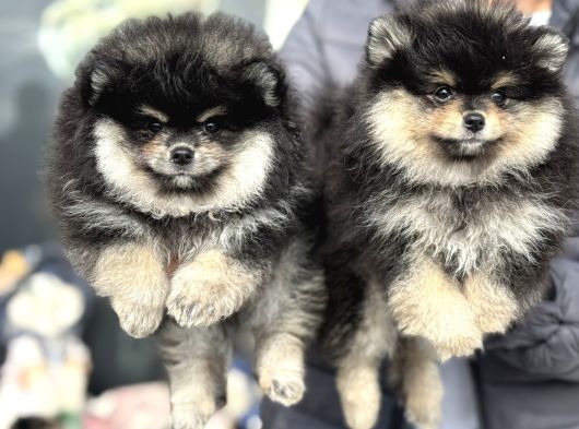 Petmode Köpek Çiftliğinde Ziyarete Açık Pomeranian görsel