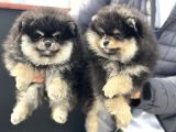Petmode Köpek Çiftliğinde Ziyarete Açık Pomeranian