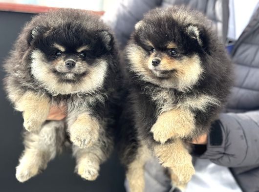 Petmode Köpek Çiftliğinde Ziyarete Açık Pomeranian görsel