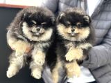 Petmode Köpek Çiftliğinde Ziyarete Açık Pomeranian