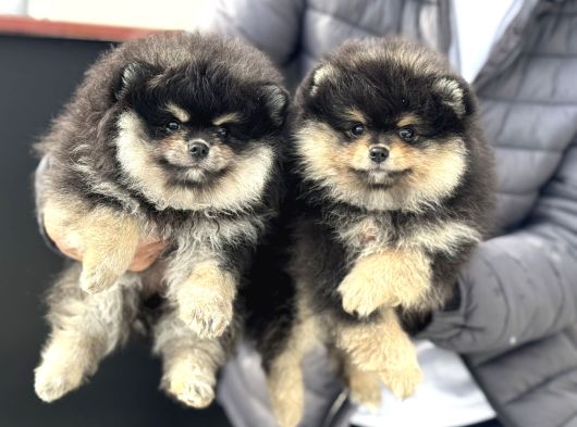 Petmode Köpek Çiftliğinde Ziyarete Açık Pomeranian görsel