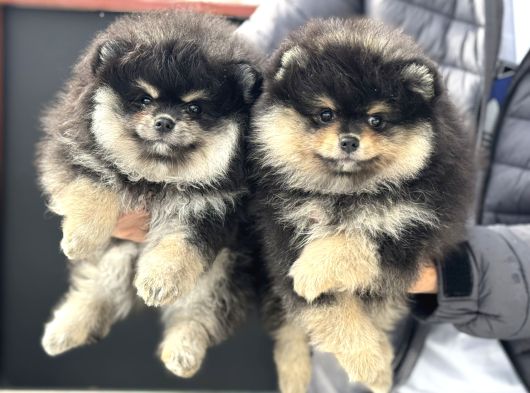 Petmode Köpek Çiftliğinde Ziyarete Açık Pomeranian görsel
