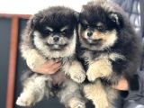 Petmode Köpek Çiftliğinde Ziyarete Açık Pomeranian