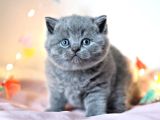 Gümüş Mucize Gri British Shorthair