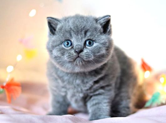 Gümüş Mucize Gri British Shorthair